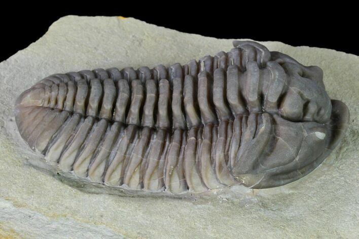 Massive, Flexicalymene Trilobite - Richwood, Kentucky #156521